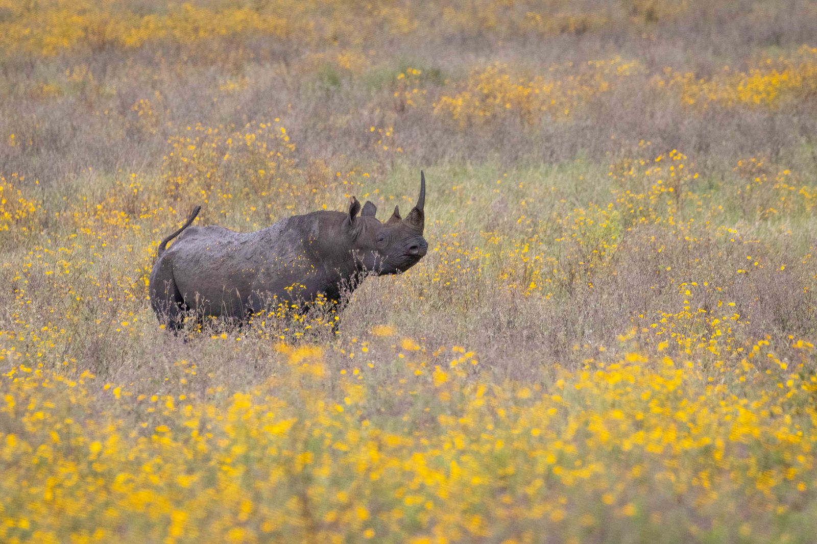 Tanzania wildlife Ngorongoro neushoorn gele bloemen AZ (1).jpg - Jambo Safari Club